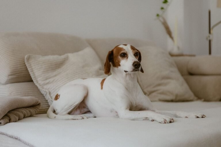 Como limpar xixi de cachorro no sofá e tirar o cheiro de vez
